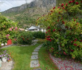 Цветущий розовый сад.