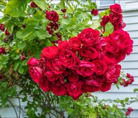 Розы размером с ладонь.