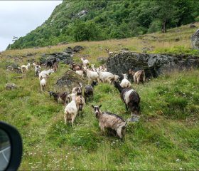 Придорожное стадо норвежских коз.