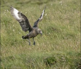 Большой поморник (Skua) над тропой. Они умеют очень быстро летать и совершать внезапные воздушные манёвры.