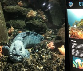 Вольер с синей зубаткой (Anarhichas denticulatus), также известной как «морской волк» (англ. Wolf eel). Зубатки известны своими мощными челюстями и зубами, которыми они легко раскалывают раковины моллюсков и панцири крабов.