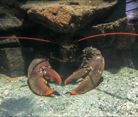 Огромный европейский омар (Homarus gammarus), устроивший себе надежное укрытие. Как и у большинства крупных омаров, клешни выполняют разные функции: одна — более толстая и мощная (дробящая) — служит для раскалывания раковин моллюсков, а вторая — более острая (режущая) — для удержания и разрывания добычи.