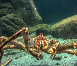 Исполинский обитатель северных морей — знаменитый камчатский краб (Paralithodes camtschaticus), которого в Норвегии называют Королевским крабом (Kongekrabbe).