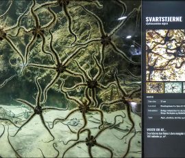 Научно-фантастический кошмар: аквариум с колонией черных офиур (Ophiocomina nigra), которых в Норвегии называют Svartstjerne («Черная звезда»), а в английском языке — Black Brittlestar («Черная ломкая звезда»).
В отличие от классических морских звезд, у офиур центральный диск четко отделен от длинных, тонких и очень гибких лучей (щупалец). Эти лучи покрыты мелкими чешуйками и иголками. Из-за их извивающихся, змеиных движений офиур в русском языке часто называют звёздочками-змеехвостками. В природе на одном квадратном метре морского дна может собираться до 100 особей.
Абсолютно безобидны для человека и крупных животных, так как питаются водорослями, планктоном, детритом и падалью, выполняя роль важных санитаров морского дна.