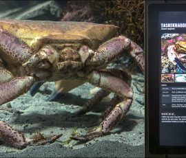Большой сухопутный краб (Cancer pagurus). В самой Норвегии его называют Taskekrabbe (буквально — «краб-сумка» или «краб-карман» за характерную округлую форму панциря), в английском языке он известен как Edible crab («съедобный краб»), а в кулинарном мире его часто называют просто коричневым крабом.