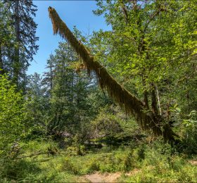 Hoh Rain Forest относится к редкому типу — умеренным дождевым лесам.