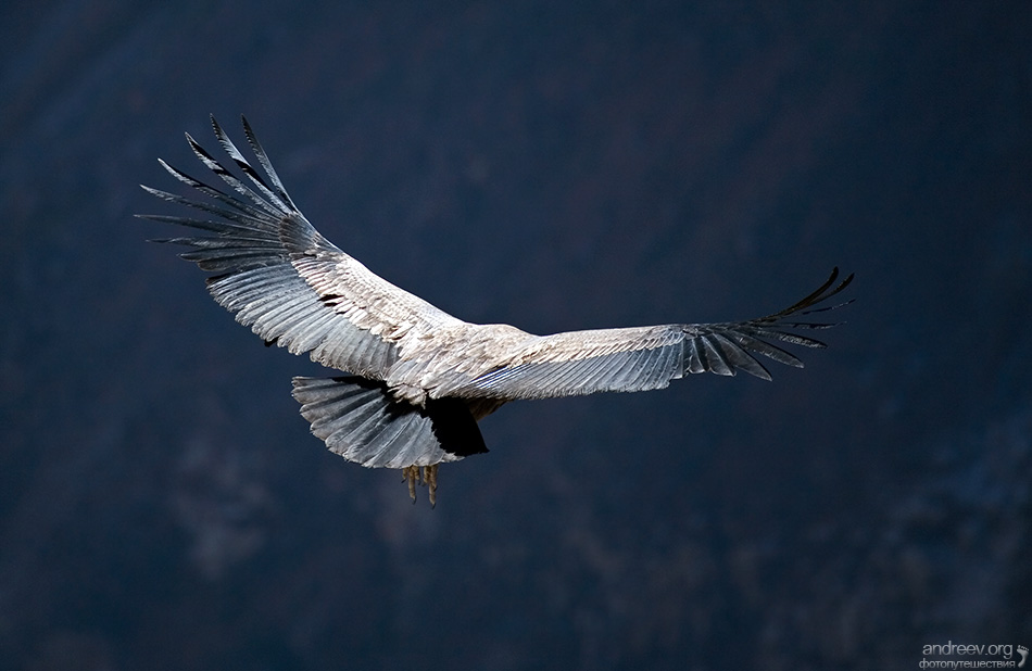 У парящих птиц большие крылья. Кондор размах крыльев. Перу-Андский Кондор. Птица в полете. Крылья птицы в полете.