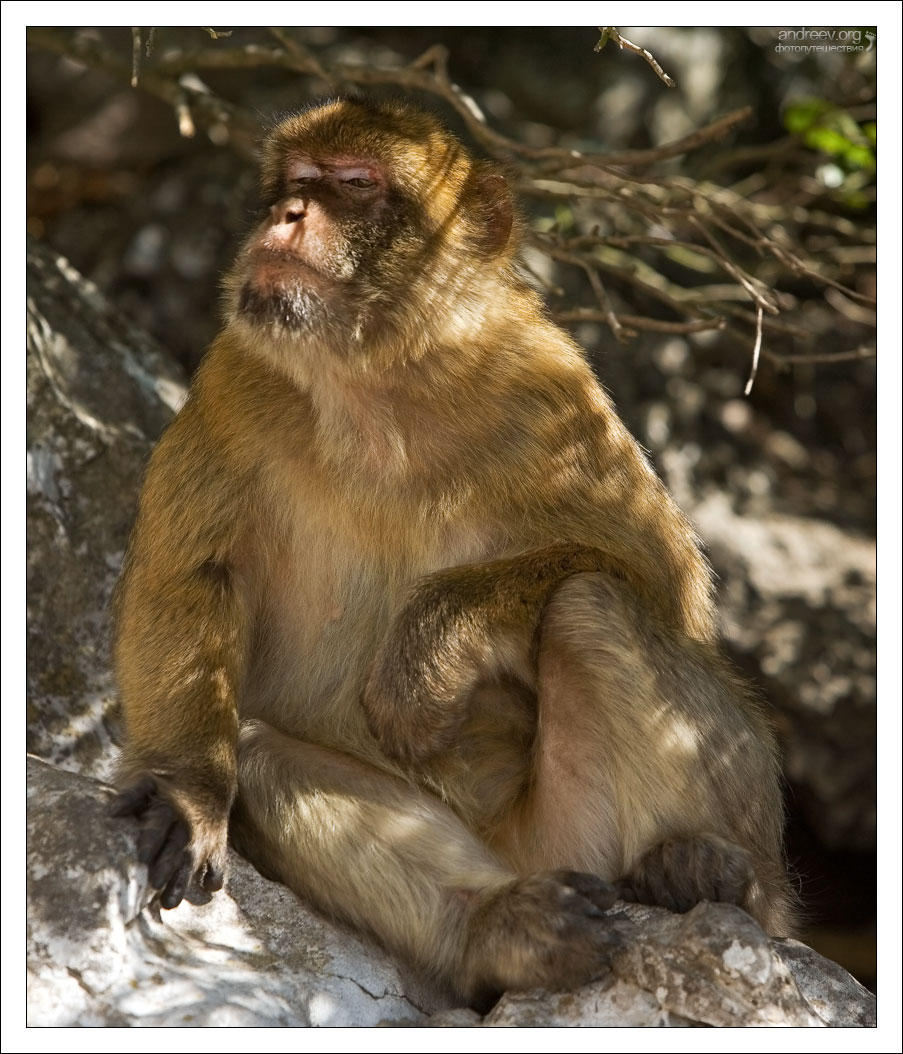 Скала обезьяна. Обезьяна на скале. Гибралтарские обезьяны. Картинка скалыабизяна.