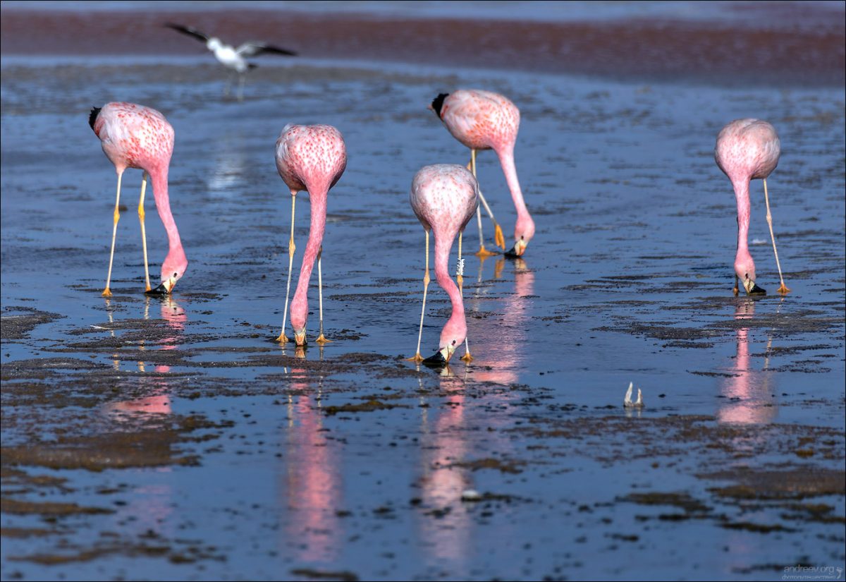 “Боливар” выдержал троих, или 10-ти дневка по Боливии (Ноябрь 2025)