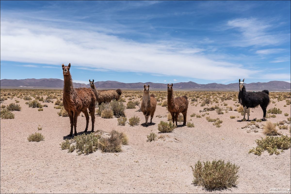 “Боливар” выдержал троих, или 10-ти дневка по Боливии (Ноябрь 2025)
