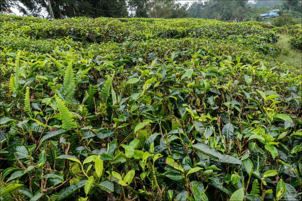 Сингапур — Камбоджа — Малайзия (Январь 2025)