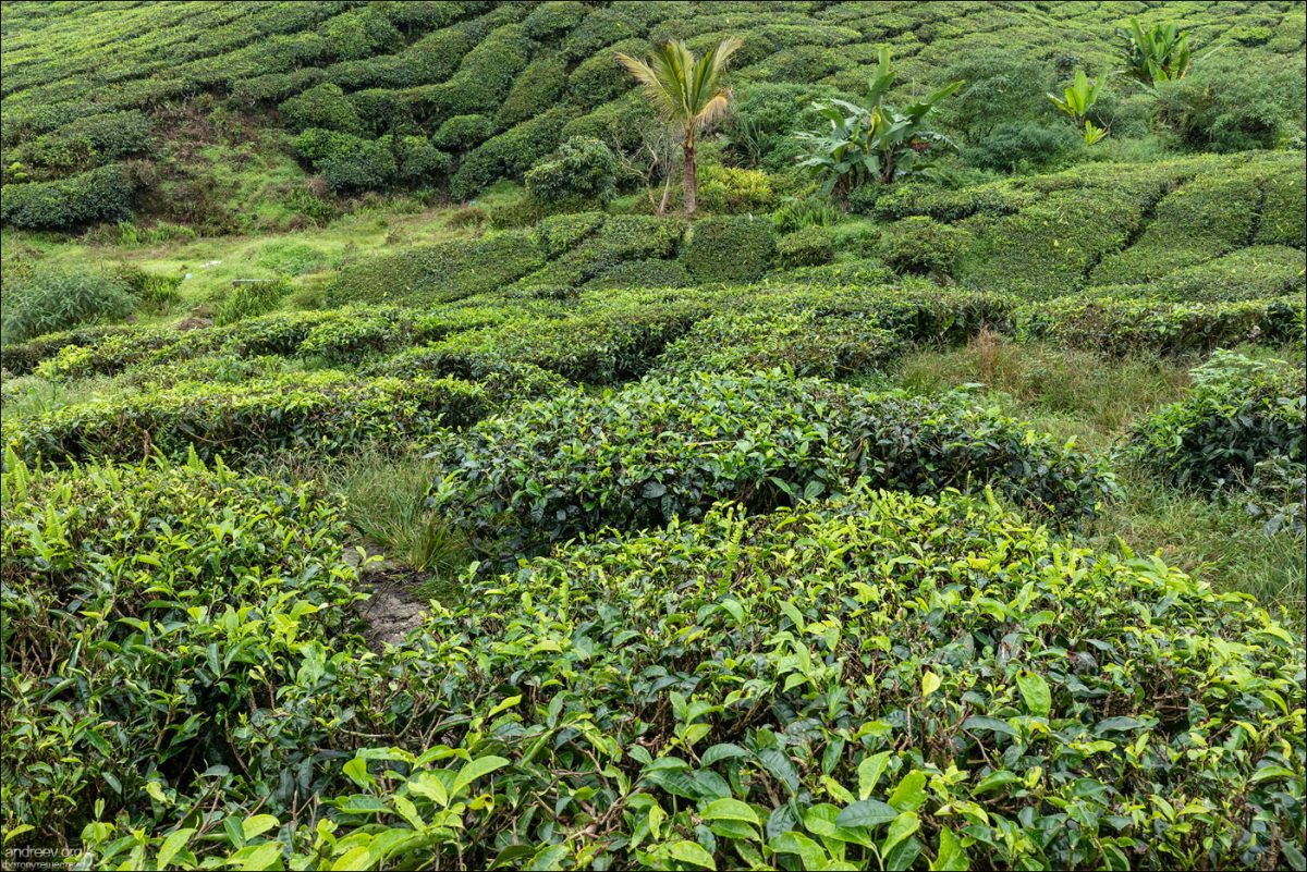 Сингапур — Камбоджа — Малайзия (Январь 2025)