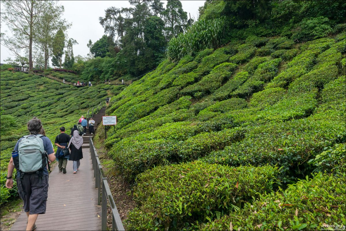 Сингапур — Камбоджа — Малайзия (Январь 2025)