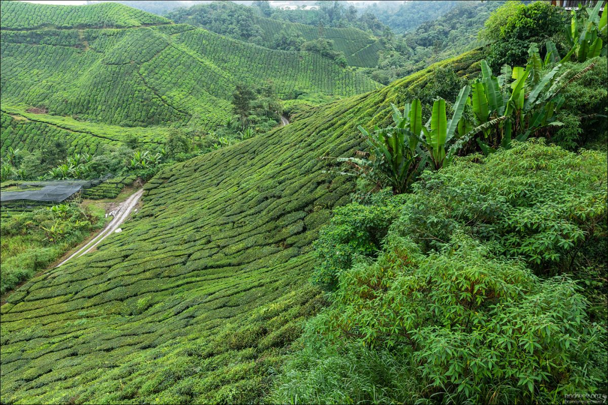 Сингапур — Камбоджа — Малайзия (Январь 2025)