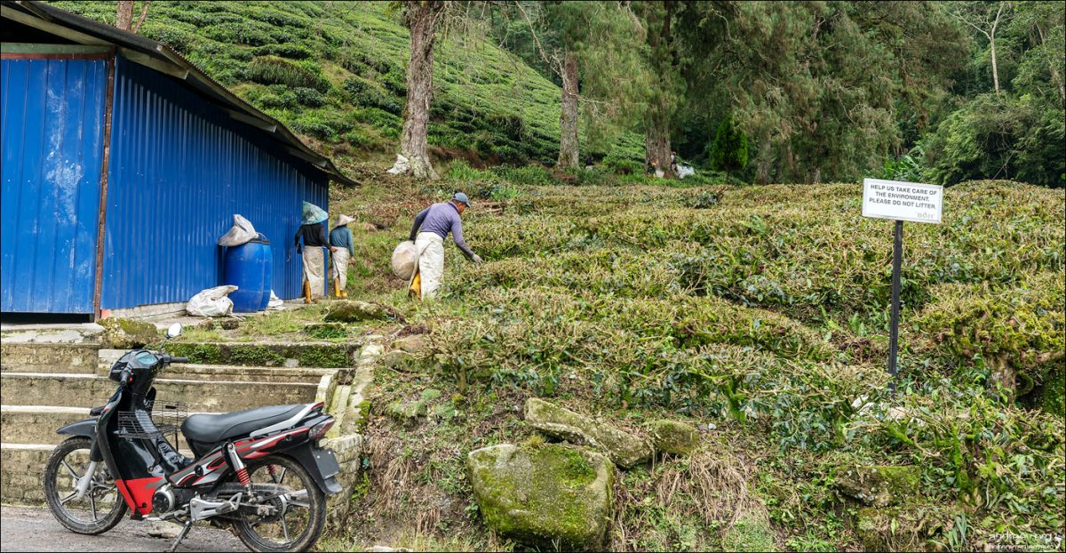 Сингапур — Камбоджа — Малайзия (Январь 2025)