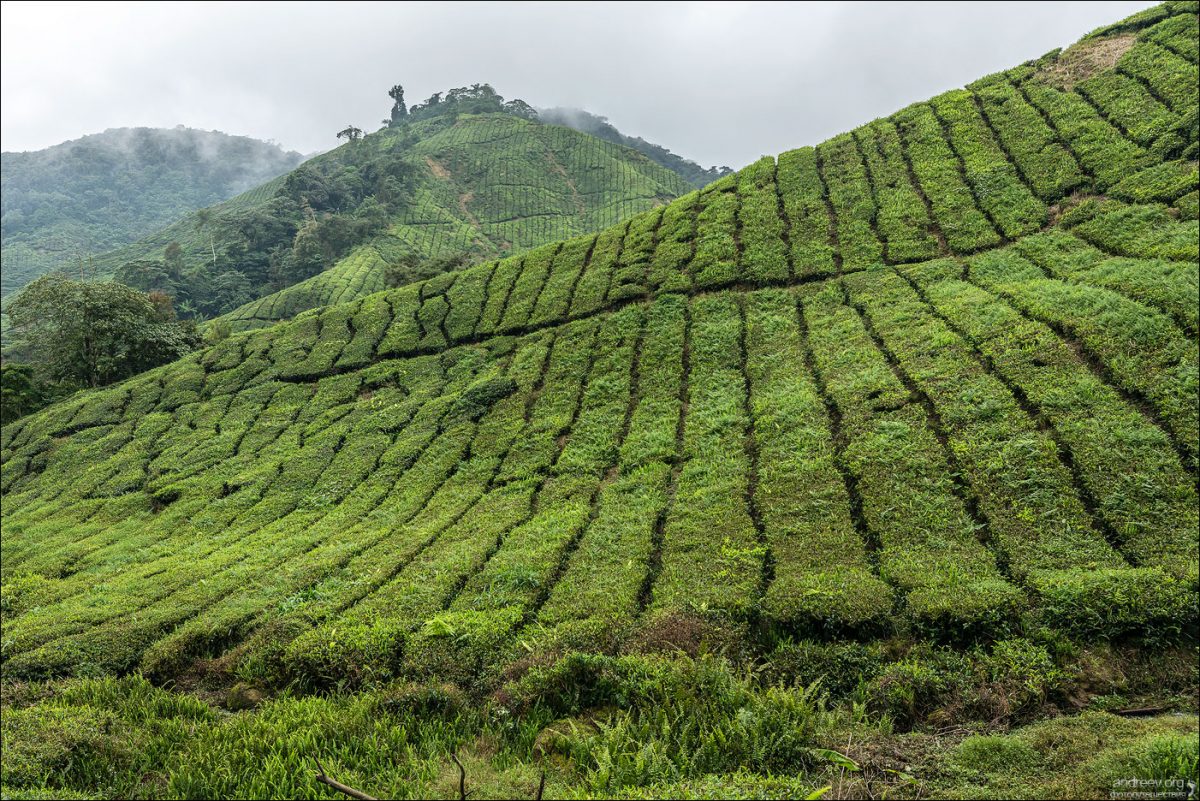 Сингапур — Камбоджа — Малайзия (Январь 2025)