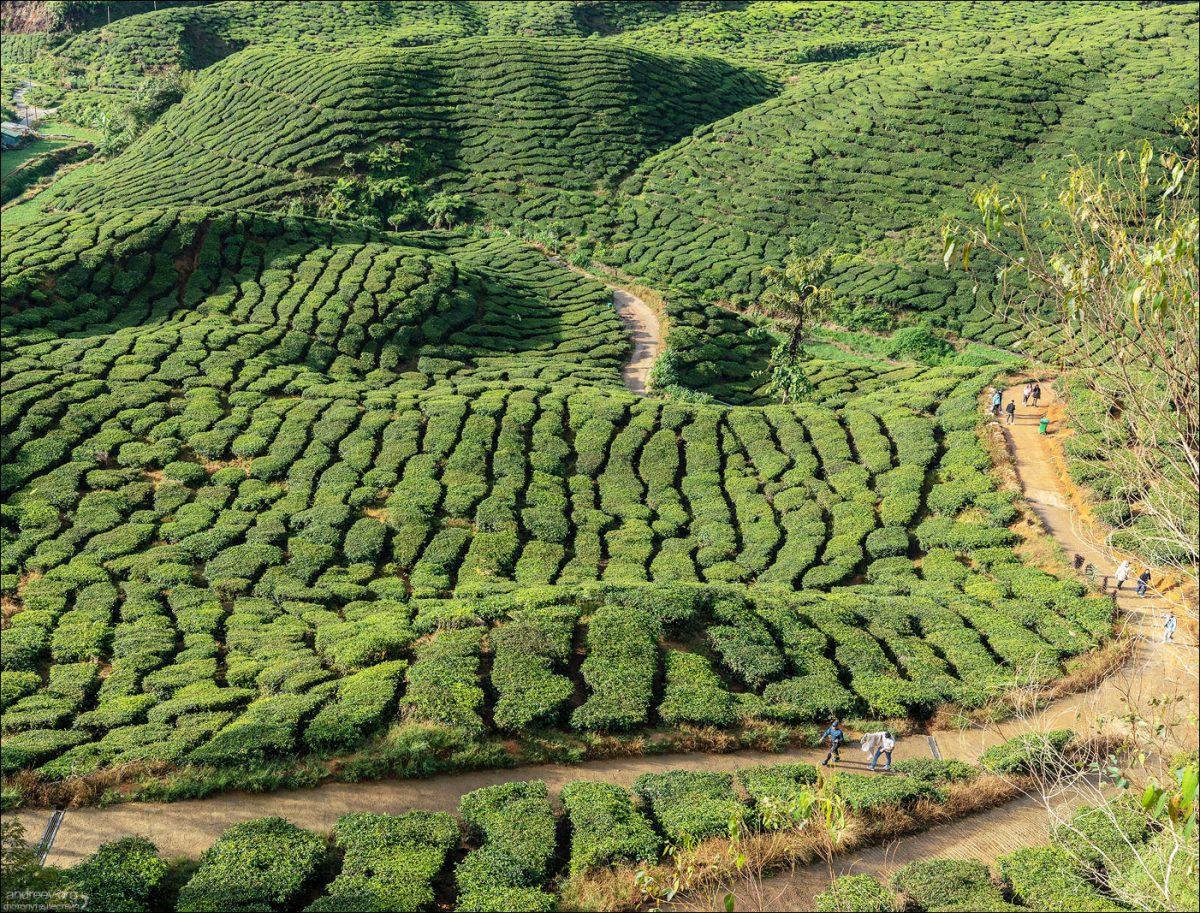 Сингапур — Камбоджа — Малайзия (Январь 2025)